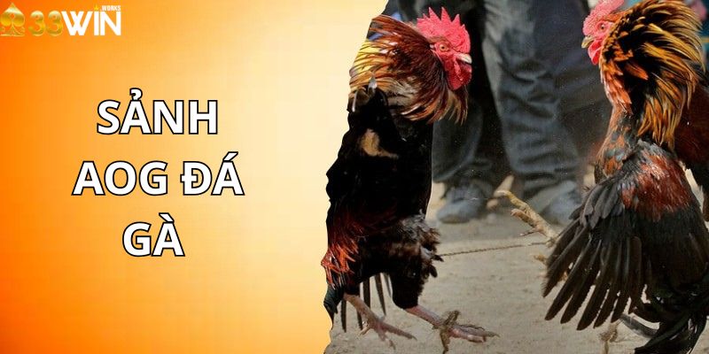 AOG đá gà với các loại hình cược nổi bật