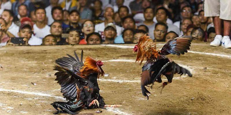 Tại sao đá gà cựa tròn ngày càng được ưa chuộng?