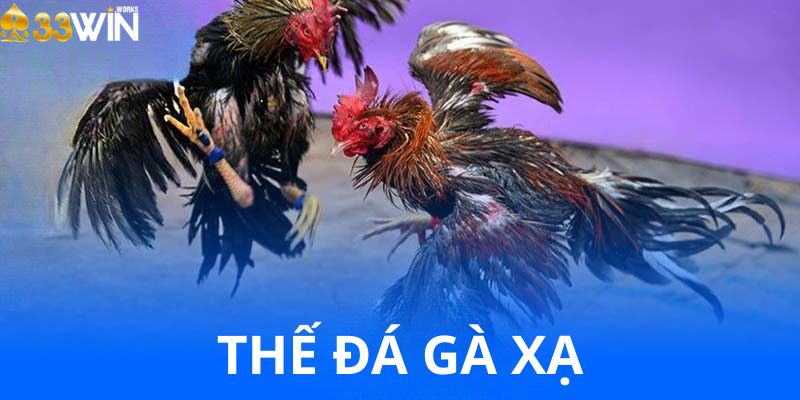 Thế gà đá xạ là gì? Vì sao được coi là đỉnh cao trong đá gà?